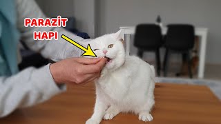 KEDİLER İÇİN EVDE İÇDIŞ PARAZİT UYGULAMASI 1 Yıllık Aşılarını Toplu Aldık [upl. by Johanan]