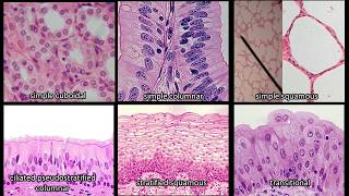 Identifying Epithelium  Review and Practice Questions [upl. by Ainegul]