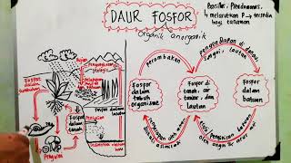 Daur Fosfor  Daur Biogeokimia  Ekologi  Biologi X [upl. by Chariot]