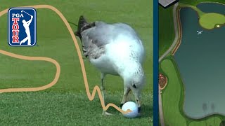 What’s the ruling when a bird steals your golf ball [upl. by Nosrak]