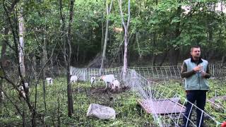 Using Goats to Graze Brush and Invasive Plants [upl. by Darce353]