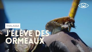 Jélève des ormeaux à Plouguerneau Bretagne Thalassa [upl. by Mairem]