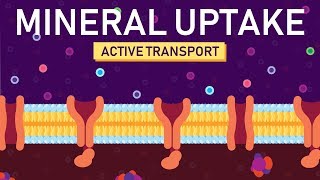 Plant Nutrition Mineral Absorption  Part 2 [upl. by Aihsyla]