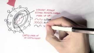 Microbiology  Viruses Structure Types and Bacteriophage Replication [upl. by Klecka474]