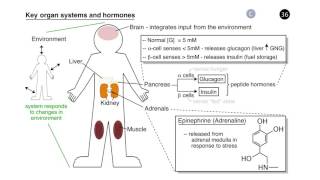 Regulation of Metabolism [upl. by Yddub607]