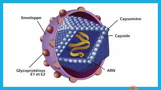 lhépatite C  cours des maladies infectieuses [upl. by Maison]