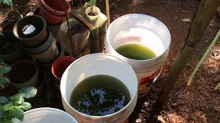 How to grow Green Water Algae [upl. by Hairas]