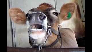 AWESOME MOOING COWS  Compilation  38 MINUTES [upl. by Wetzel]