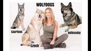 WOLFDOGS  WHICH ONE IS BEST  Czechoslovakian Wolfdog Saarloos Volkosoby [upl. by Cornel506]