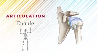 Anatomie De Lépaule  Articulation ScapuloHumérale [upl. by Byrann]