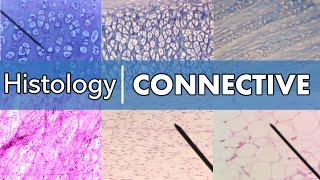 Histology  Connective Tissue [upl. by Nagaet]