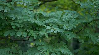 Robinia pseudoacacia  Black Locust [upl. by Adrea461]