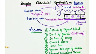 Simple Cuboidal Epithelium  Location  Function [upl. by Enowtna]