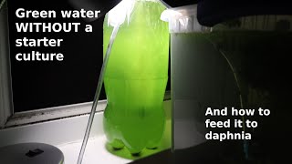 Green Water WITHOUT a Starter Culture  From Scratch  How To [upl. by Aneekahs80]