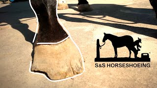 TRIMMING a RESCUE horse With RINGBONE  Satisfying [upl. by Coh]