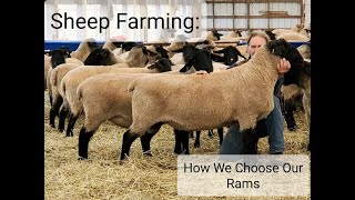 Sheep Farming Suffolk Rams  What We Look For [upl. by Lottie]