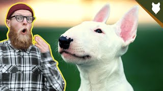 What To Do With A NEW BULL TERRIER PUPPY [upl. by Tivad288]