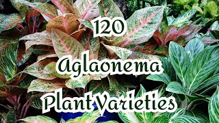 120 AGLAONEMA PLANT VARIETIESCOLLECTION 🌱 [upl. by Rosenquist588]