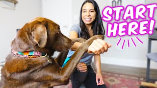 10 EASY DOG TRICKS IN 10 MINS 🐶 Promise theyre easier than you think [upl. by Adnaram]