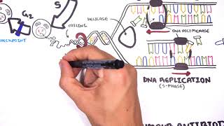 Pharmacology  Chemotherapy agents MOA Alkalating antimetabolites topoisomerase antimitotic [upl. by Dayle945]