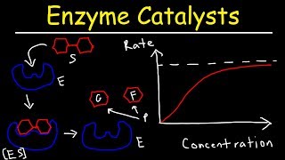 Enzymes  Catalysts [upl. by Ecilegna]