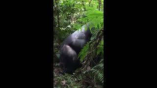 Wild Silverback Gorilla mating [upl. by Tammi]