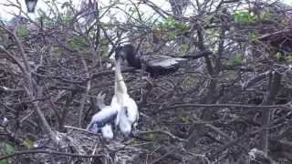 Anhinga Feeding Babies [upl. by Eseneg]