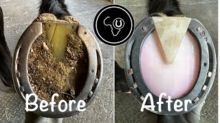 Full horse hoof restoration [upl. by Elodea214]