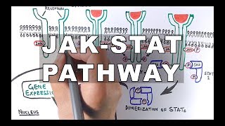 JAKSTAT Signalling Pathway [upl. by Finkelstein]