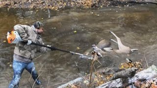 Bucks freed from antler entanglement [upl. by Ahsea795]