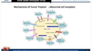 Oncolytic Virotherapy Basic Knowledge Review  Creative Biolabs [upl. by Nevram]