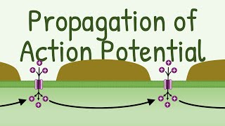 Propagation of Action Potential [upl. by Notle]