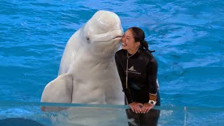 Beluga Whale Show At Yokohama Hakkeijima Sea Paradise 【4K】 [upl. by Dorej]