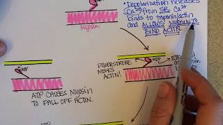 Myosin is Thick Actin is Thin [upl. by Sassan]