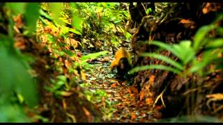 Amazonia 2013  Trailer [upl. by Merrick]