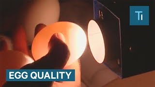 The Difference Between Grade AA A And B Eggs [upl. by Longwood451]