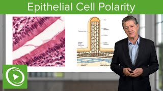 Epithelial Cell Polarity – Histology  Lecturio [upl. by Radnaxela584]