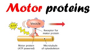 Motor proteins  dynein kinesin myosin [upl. by Opalina]