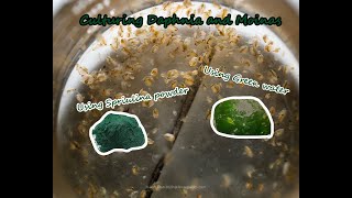 How To Culture Daphnia and Moinas using Green Water Spirulina powder [upl. by Leahcin401]