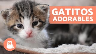 Vídeos de GATITOS BEBÉS 😻 ¡Gatos Tiernos y Graciosos [upl. by Zarla287]