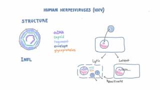 Introduction to Human Herpesviruses HHV [upl. by Fitts]