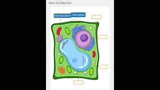 Parts of a plant cell [upl. by Mcconaghy35]