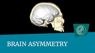 Brain asymmetry  Science Snippet [upl. by Kerns]