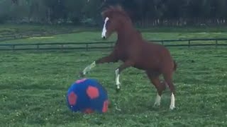 Funny Horse Plays With Giant Ball [upl. by Bala]