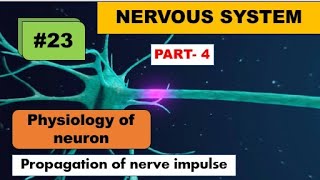 Propagation of nerve impulse [upl. by Iblehs156]