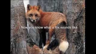 Screaming Foxes  Audio [upl. by Ansev226]