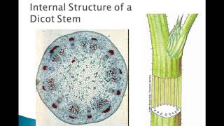 Plant Parts and Functions [upl. by Rodolph]