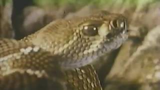 Reptiles y anfibios  National Geographic 1989 [upl. by Lucania]