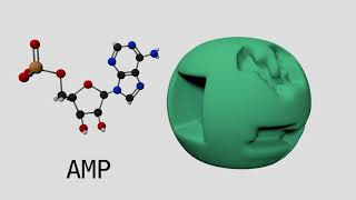 Allosteric Regulation of Phosphofructokinase I [upl. by Mendes61]