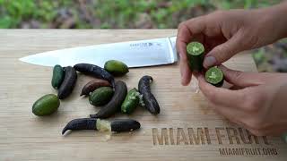 How to Tell When Finger Lime is Ripe  taste test [upl. by Suiravad]